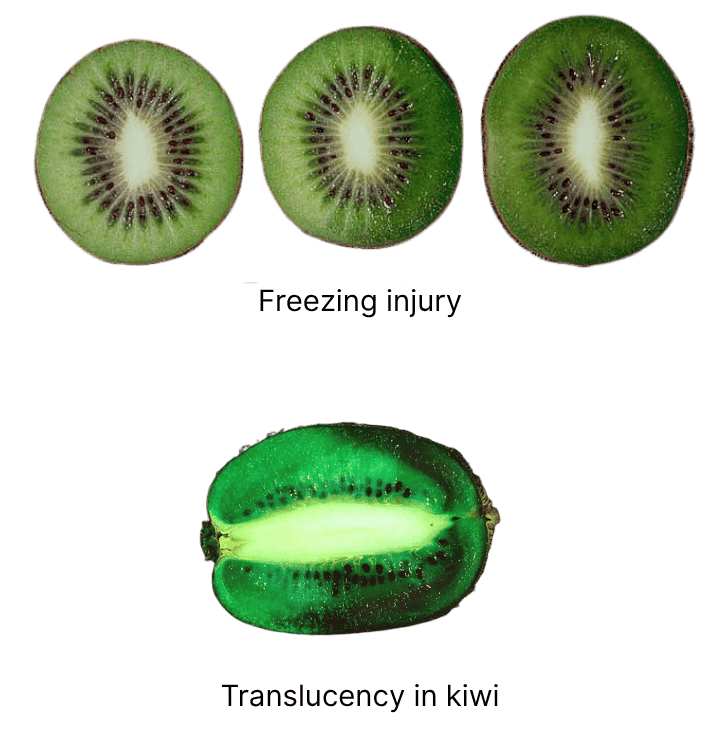 Freezing injury and translucency in kiwi.png
